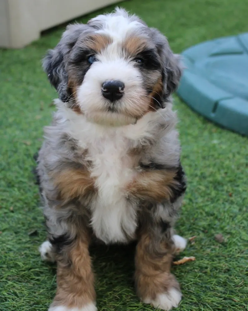 Winnie, a blue merle tri-color standard Bernedoodle girl puppy, standing on the grass