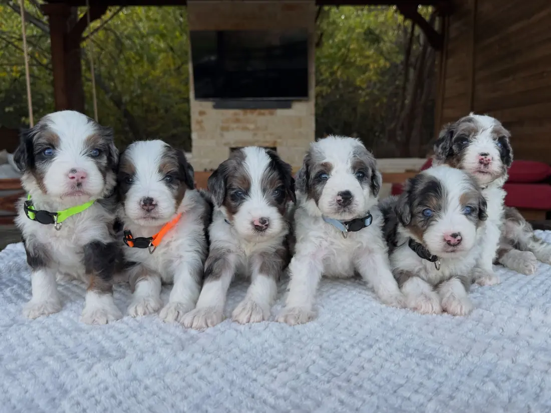Five Bernedoodle puppies, merle and tri-color, sitting in a row on a white blanket at KK Doodles